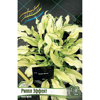 Хоста Риппл Эффект 1 n 25 шт Биг-Пак 5956