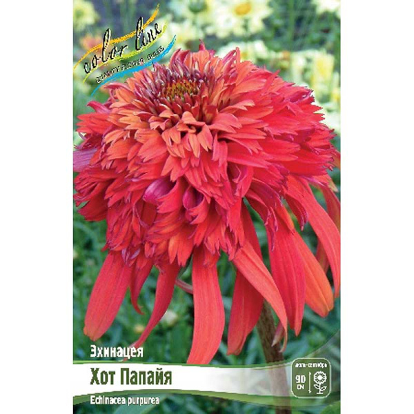 Эхинацея Хот Папайя I 1 шт 