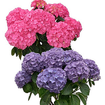 4738 Гортензия Крупнолистовая Нунки P12 ,шт