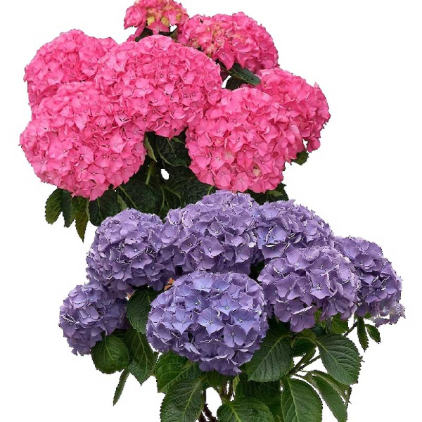 4738 Гортензия Крупнолистовая Нунки P12 ,шт