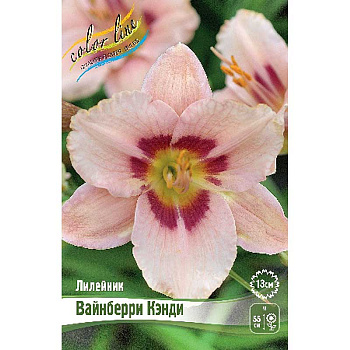 Лилейник Вайнберри Кэнди I 1 шт 