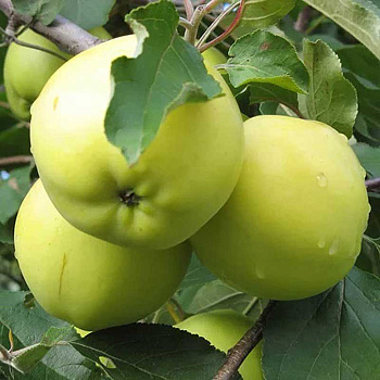Яблоня на полукарликовом подвое Феникс Алтайский Садовита