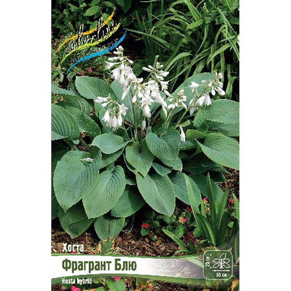Хоста Фрагрант Блю 1 n 25 шт Биг-Пак 9747