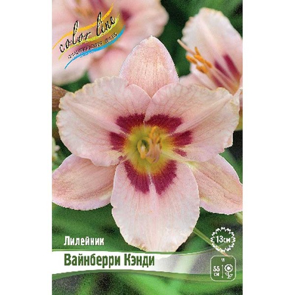 Лилейник Вайнберри Кэнди I 1 шт 