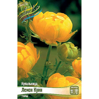 8461 Биг-Пак Купальница Лемон Куин I 25 шт