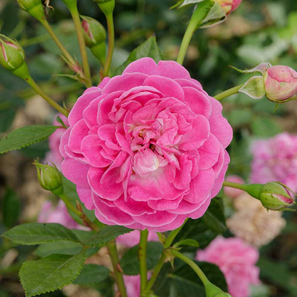 Роза почвопокровная Сиреневый Дождь Садовита