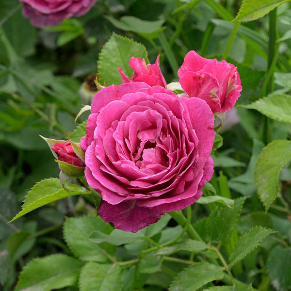 Роза Спрей Пинк Дайменшес Садовита