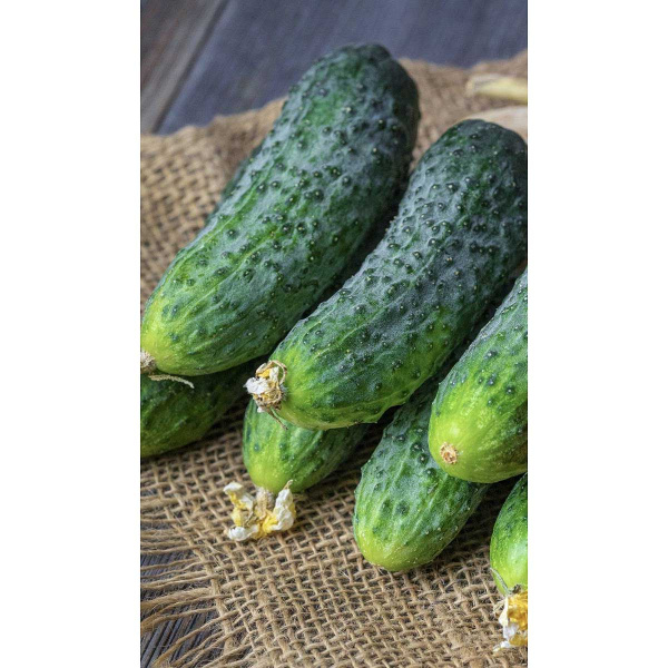 Огурец Лист F1 5шт Rijk Zwaan/Садовита Ц