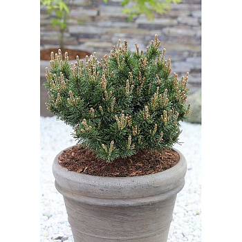 Сосна Горная Клостергруен C1.5