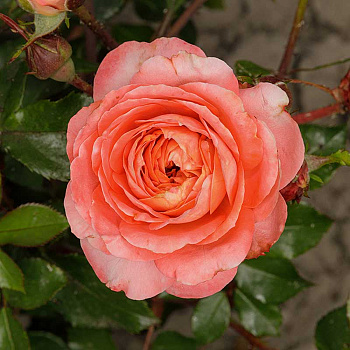 Роза флорибунда Феникс Садовита