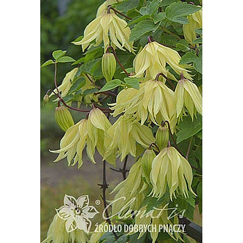 Клематис Голден Сюрпрайз C2