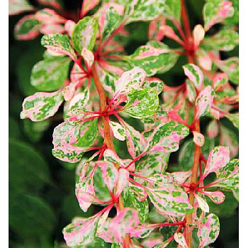 Барбарис Тунберга Наташа P9