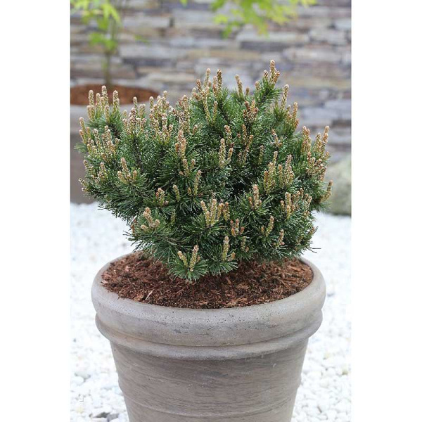 Сосна Горная Клостергруен C1.5