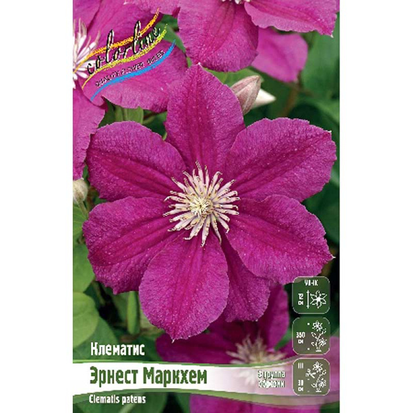 Клематис Эрнест Маркхем I 25 шт Биг-пак 131
