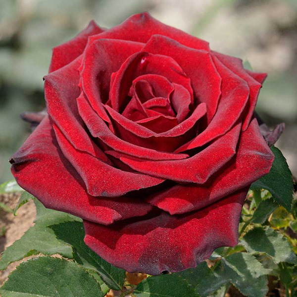 Роза чайно-гибридная Фиджи Негро Садовита