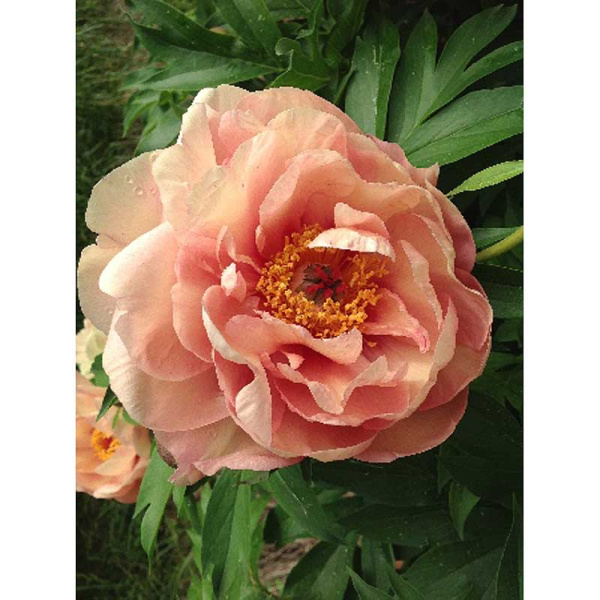 16192 Биг-Пак Пион Ито-Гибрид Garden Candy® Пич-А-Лишиос 2/3 n 5 шт