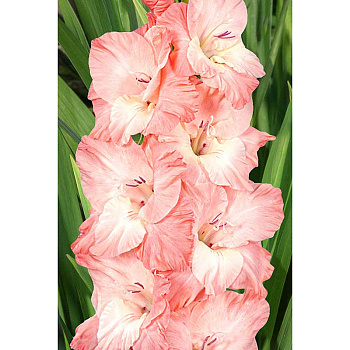 Гладиолус Карма 12/14 100 шт Садовита Шоу-Бокс 13773 