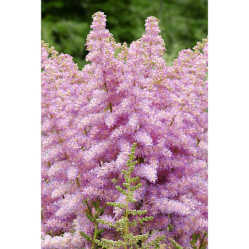 Астильба Гиацинт 2/3 n 1 шт Садовита 