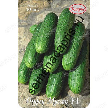 Огурец Муссон (Нидерланды) Каприс