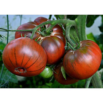 Семена Томат Шоколадный слон Седек