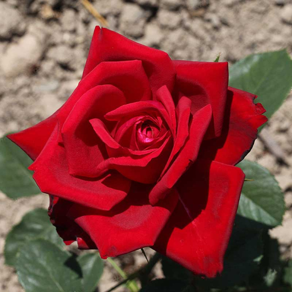 Роза чайно-гибридная Бургунд Садовита