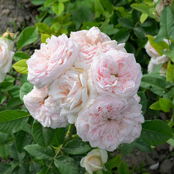 Роза Чайно-гибридная Маунтейн Фог Садовита