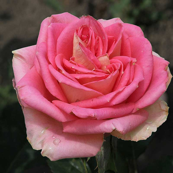 Роза чайно-гибридная Тамерлан Садовита