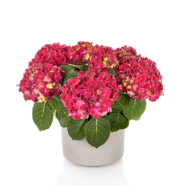 4723 Гортензия Крупнолистовая Хай Вулкано P12 ,шт