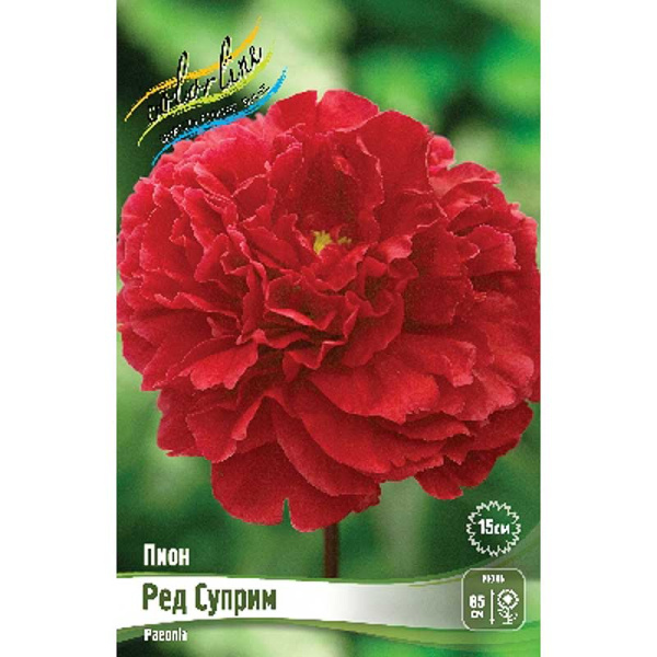 Пион Ред Суприм 2/3 n 25 шт Биг-пак 8020 