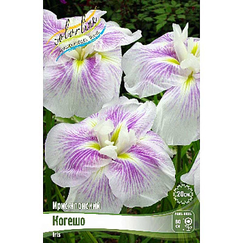 Ирис Мечевидный Когешо I 1 шт