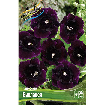 Глоксиния Виолацеа 5/6 2 шт 