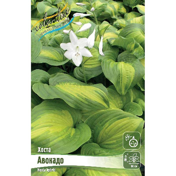 Хоста Авокадо 1 n 25 шт Биг-пак 6131