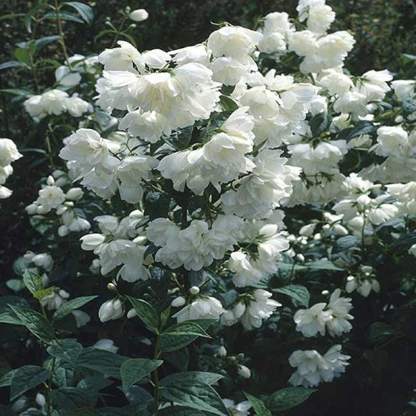 Чубушник Сноубелле Р9 шт Садовита