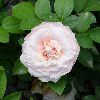 Роза Спрей Мадам Бомбастик Садовита