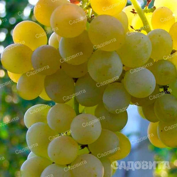 Виноград Кристалл технический (сверхранний) Садовита