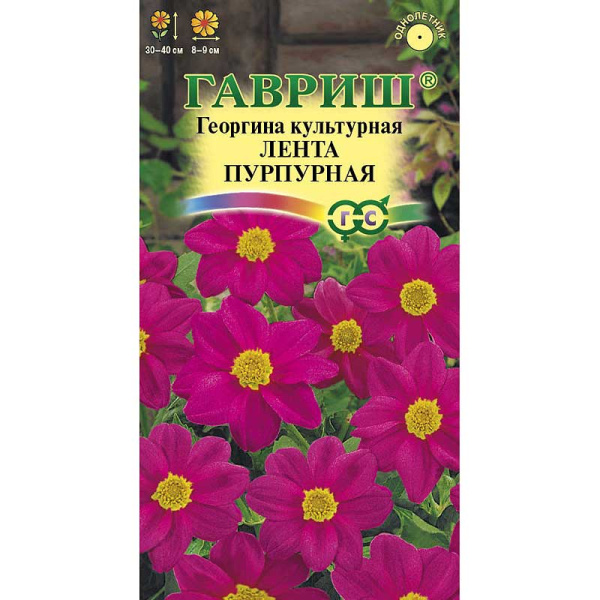 Георгин Лента пурпурная Гавриш Ц 