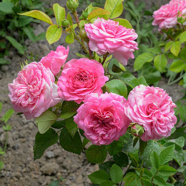 Роза Флорибунда Баронесса Садовита