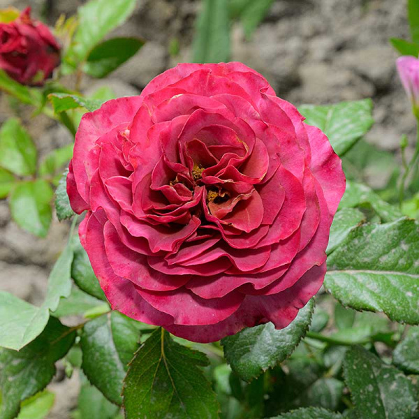 Роза Чайно-гибридная Сингл Малт Садовита