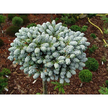 Пихта Корейская Когоутс Айсбрекер C7,5 25-30cm