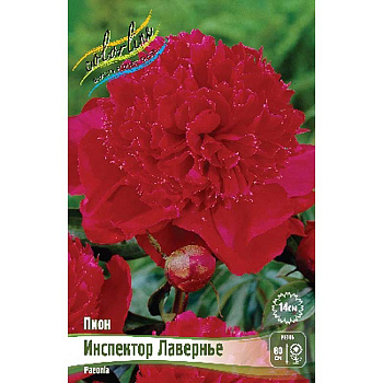 Пион Инспектор Лавернье 2/3 n 25 шт Биг-пак 7996