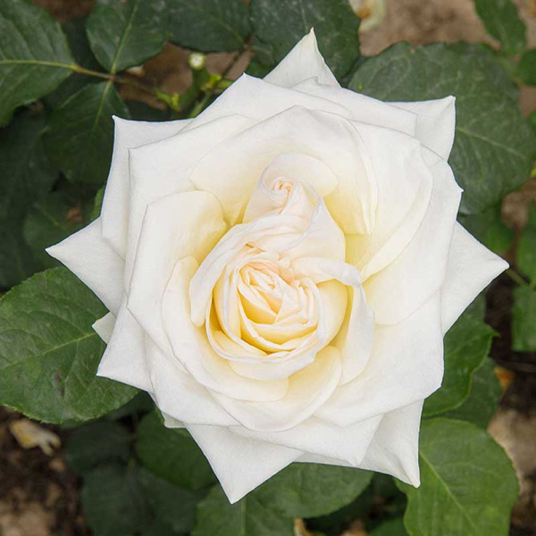 Роза чайно-гибридная Уайт Охара Садовита