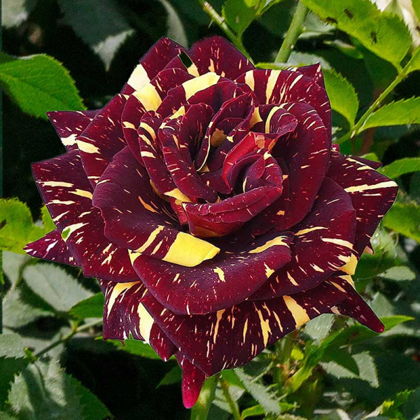 Роза плетистая Абракадабра плетистая Садовита