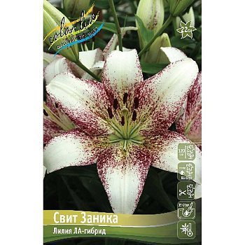 Лилия Свит Заника 12/14 25 шт Биг-пак 10293
