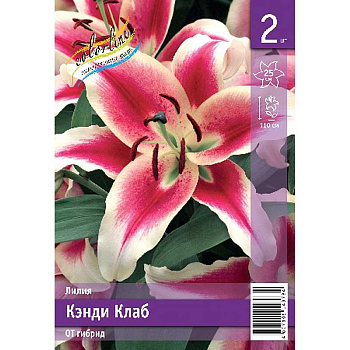 Лилия Кэнди Клаб 12/14 2 Эконом шт 