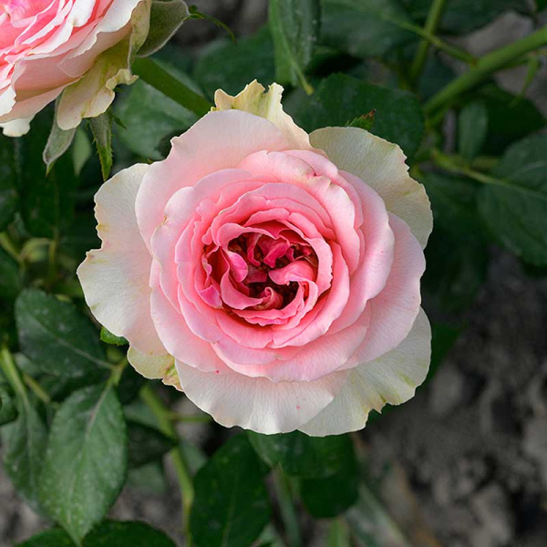 Роза чайно-гибридная Эсперанс Садовита