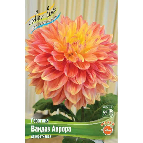 13967 Шоу-бокс Георгина Вандаз Аврора I 15 шт 