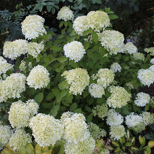 Гортензия Метельчатая Минт Спирит P9 Садовита