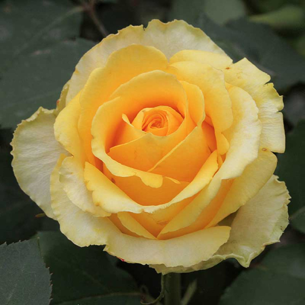 Роза чайно-гибридная Йеллоу Мэджик Садовита