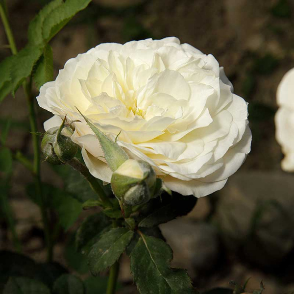 Роза шраб Транквилити (английская) Садовита