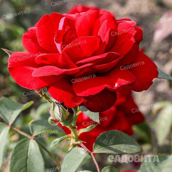 Роза плетистая Рэд Рамблер Садовита